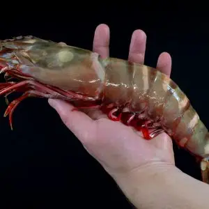 Grote Wilde gamba’s (per stuk)